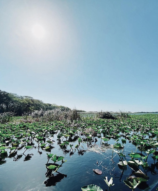 Miami Everglades
