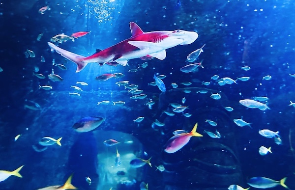 Orlando Sea Life