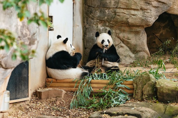Atlanta Zoo